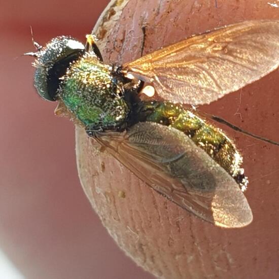 Waffenfliegen: Tier im Habitat Garten in der NatureSpots App