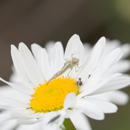 another species: Animal in habitat Buffer strip in the NatureSpots App