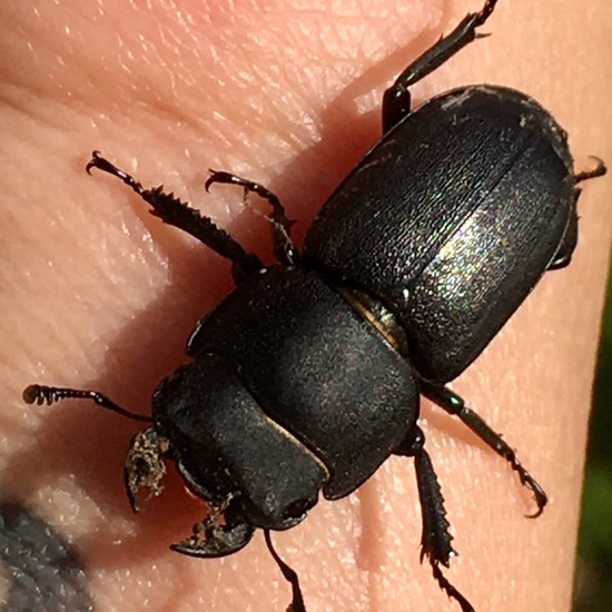 Dorcus parallelipipedus: Animal in habitat Garden in the NatureSpots App