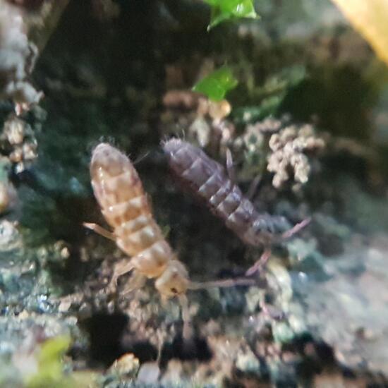 Springtail: Animal in nature in the NatureSpots App