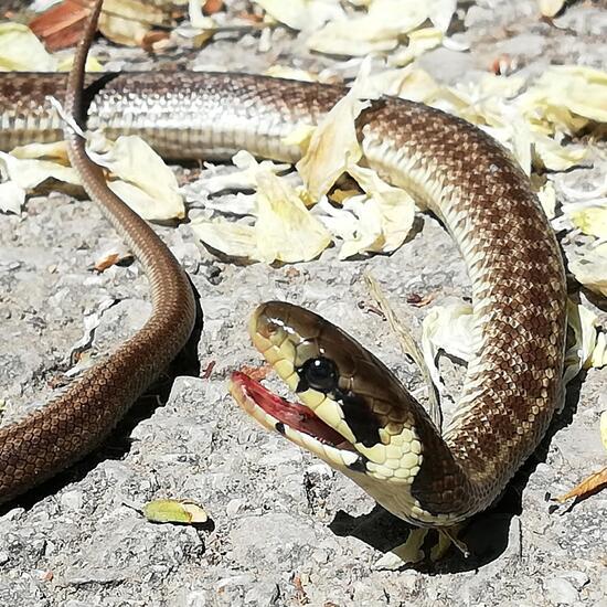 Grass snake: Animal in nature in the NatureSpots App