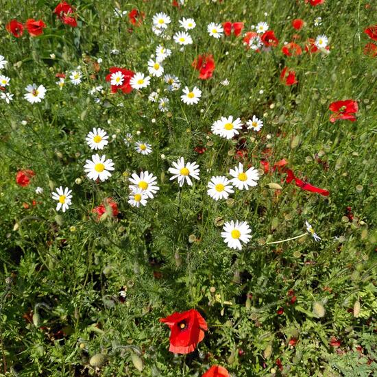 Margeriten: Pflanze im Habitat Landwirtschaftliche Wiese in der NatureSpots App