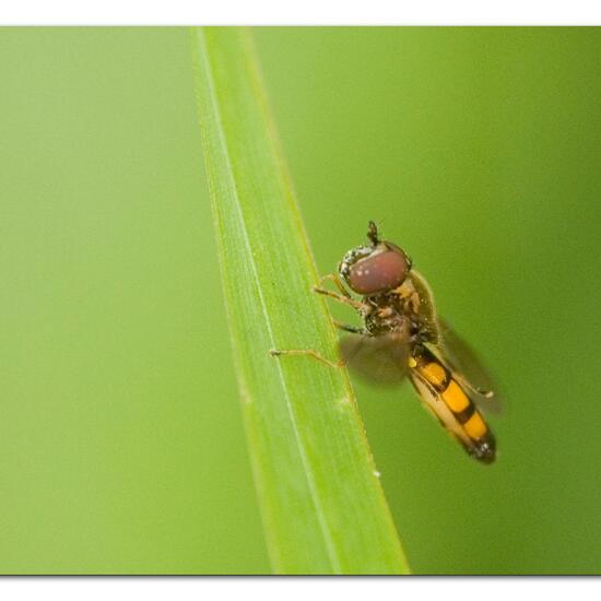 Melanostoma mellinum: Tier im Habitat Gartenkultur in der NatureSpots App