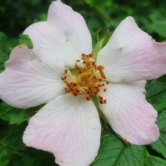 Rosa canina: Plant in nature in the NatureSpots App