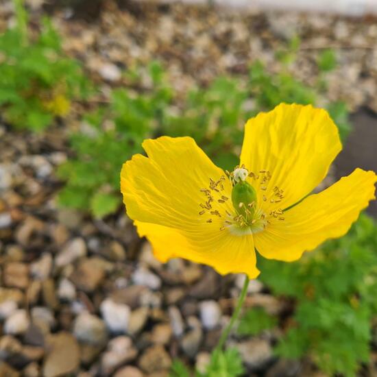 Wald-Scheinmohn: Pflanze im Habitat Hinterhof in der NatureSpots App