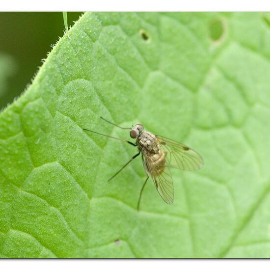 Chrysopilus cristatus: Animal in habitat Garden agriculture in the NatureSpots App