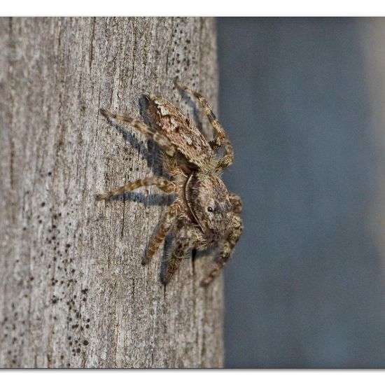 Rindenspringspinne: Tier im Habitat Garten in der NatureSpots App