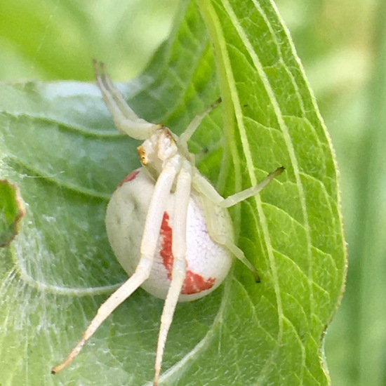 Veränderliche Krabbenspinne: Tier im Habitat Garten in der NatureSpots App