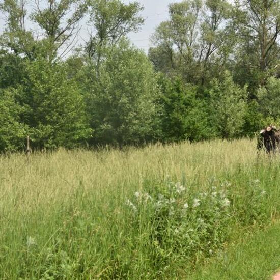 Landschaft: Grasland und Büsche im Habitat Naturnahe Wiese in der NatureSpots App