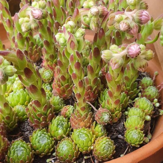 Sempervivum tectorum: Plant in nature in the NatureSpots App