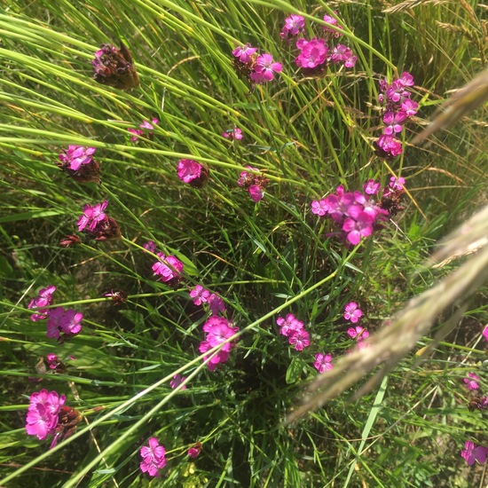 Dianthus carthusianorum: Plant in habitat Agricultural meadow in the NatureSpots App