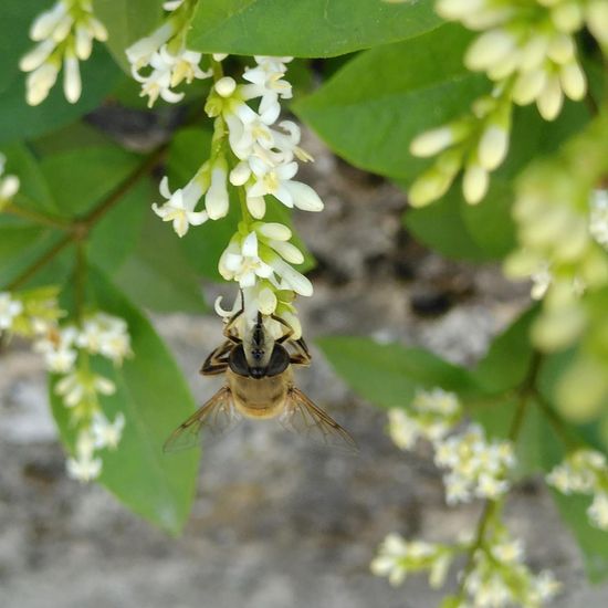 Mistbiene: Tier im Habitat Hecke/Blumenbeet in der NatureSpots App