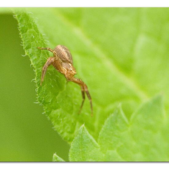 Unknown species: Animal in habitat Buffer strip in the NatureSpots App