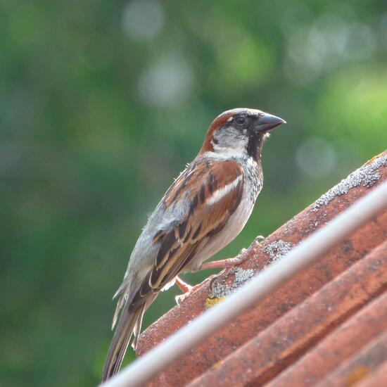 House Sparrow: Animal in nature in the NatureSpots App