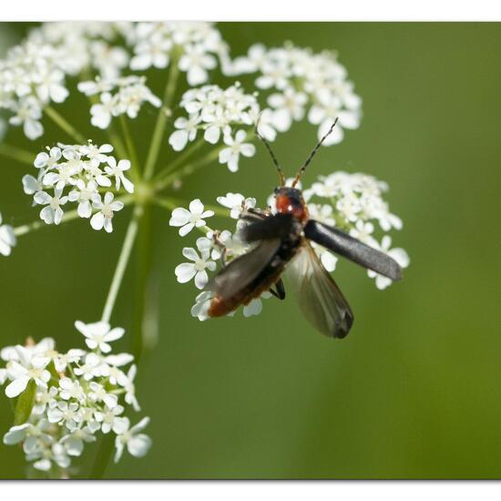 Gemeiner Weichkäfer: Tier im Habitat Strasse/Verkehr in der NatureSpots App