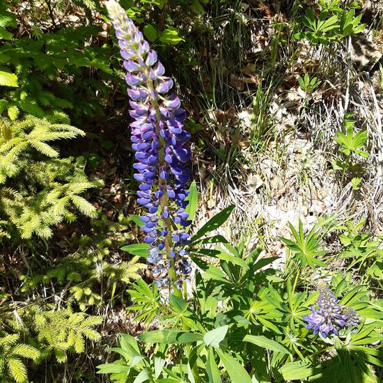 Vielblättrige Lupine: Pflanze im Habitat Wald der gemäßigten Breiten in der NatureSpots App