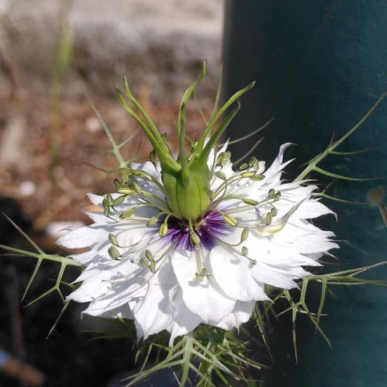 Nigella damascena: Plant in habitat Road or Transportation in the NatureSpots App