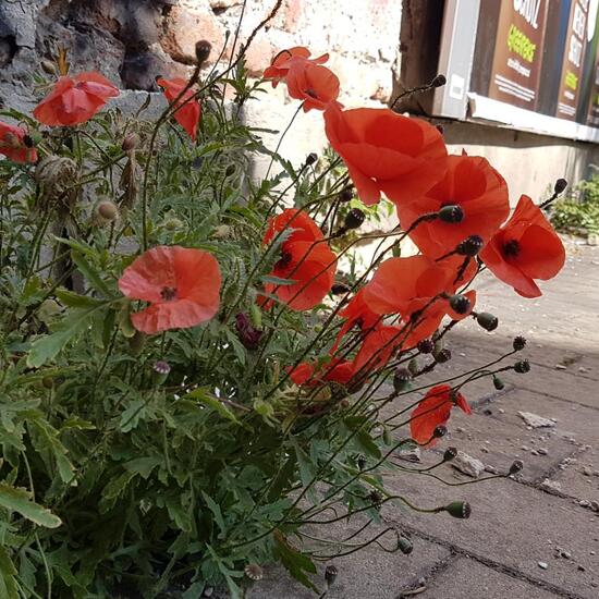 Klatschmohn: Pflanze im Habitat Strasse/Verkehr in der NatureSpots App