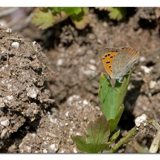 Lycaena phlaeas: Animal in habitat Road or Transportation in the NatureSpots App