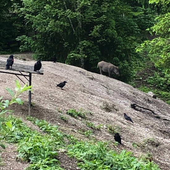 Kolkrabe: Tier im Habitat Habitat manuell eingeben in der NatureSpots App