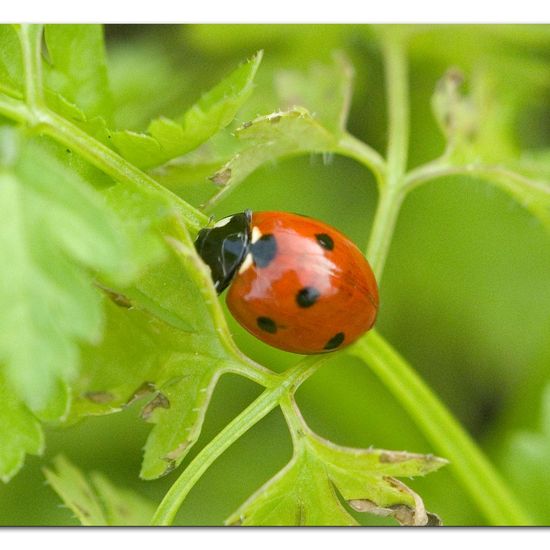 Siebenpunkt-Marienkäfer: Tier im Habitat Garten in der NatureSpots App