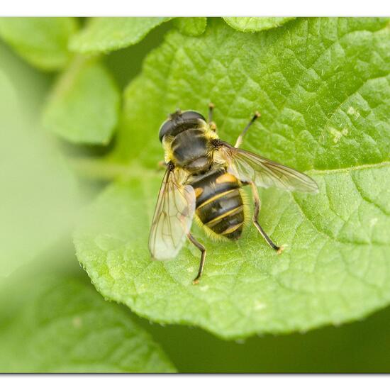 Myathropa florea: Animal in habitat Garden agriculture in the NatureSpots App