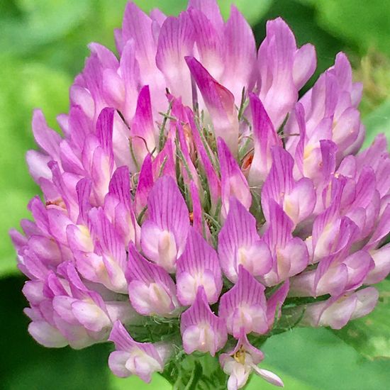 Trifolium pratense: Plant in habitat Garden in the NatureSpots App