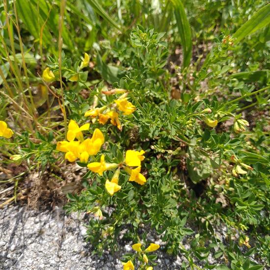 Lotus corniculatus: Pflanze im Habitat Naturnahe Wiese in der NatureSpots App