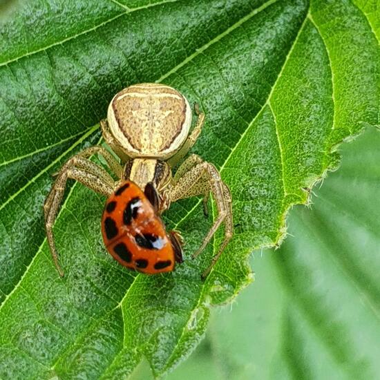 Krabbenspinnen: Tier im Habitat Landwirtschaftliche Wiese in der NatureSpots App