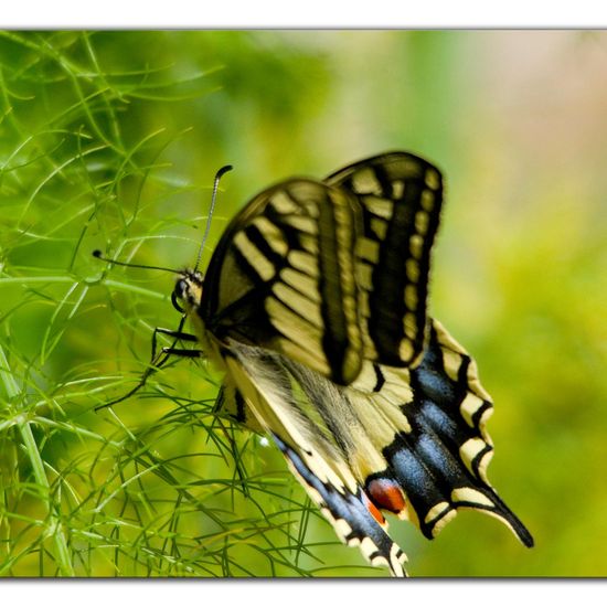 Papilio machaon: Animal in habitat Garden in the NatureSpots App