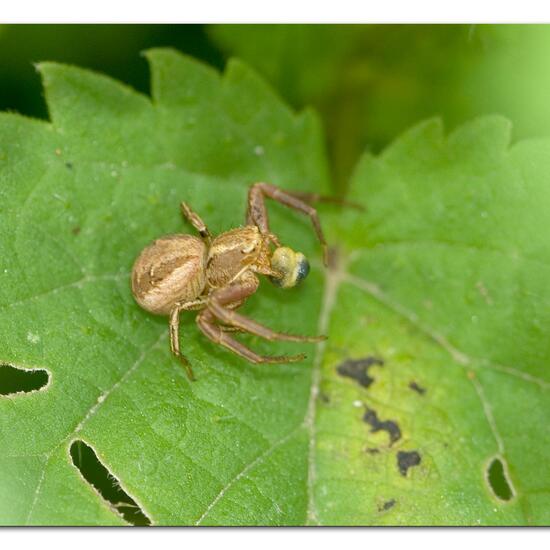 Xysticus ulmi: Tier im Habitat Ackerrandstreifen in der NatureSpots App