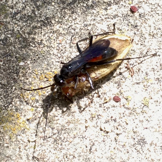 Miscophus bicolor: Tier im Habitat Garten in der NatureSpots App