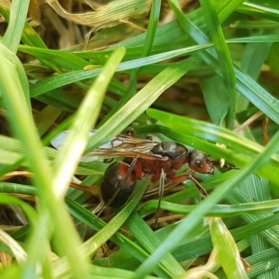 Ameisen: Tier in der Natur in der NatureSpots App