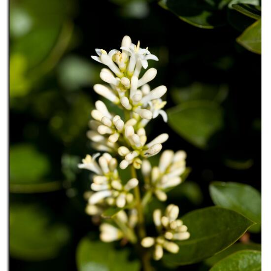 Ligustrum prattii: Plant in habitat Garden in the NatureSpots App