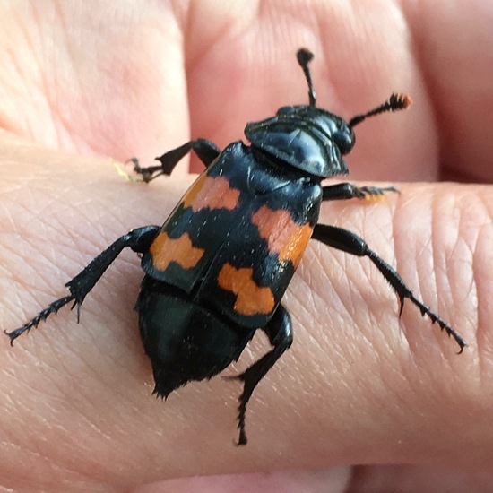 Nicrophorus vespilloides sylvivagus: Animal in habitat Garden in the NatureSpots App