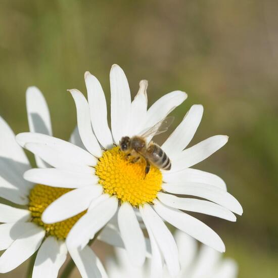 Landschaft: Stadt und Garten im Habitat Strasse/Verkehr in der NatureSpots App