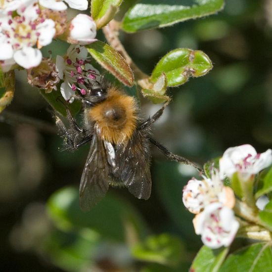 Bombus hypnorum: Animal in habitat Garden in the NatureSpots App