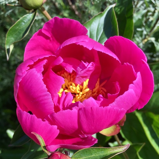 Paeonia: Plant in habitat Garden in the NatureSpots App