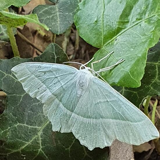 Cyclophora punctaria: Animal in habitat Park in the NatureSpots App