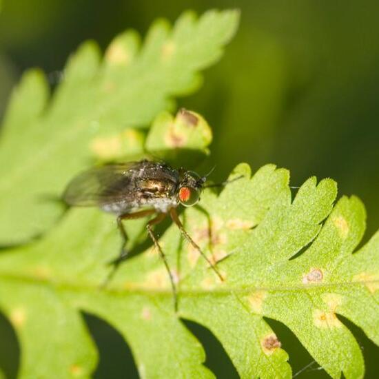 Dolichopus ungulatus: Tier im Habitat Garten in der NatureSpots App