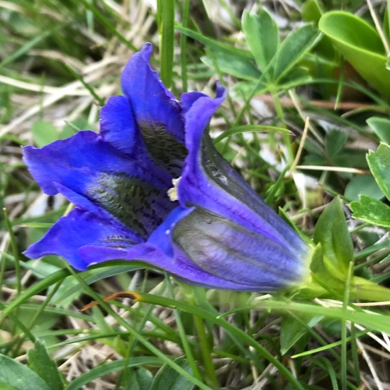 Gentiana acaulis: Plant in habitat Alpine tundra in the NatureSpots App