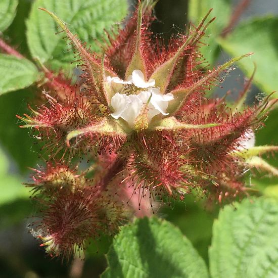 Rubus phoenicolasius: Plant in habitat Garden in the NatureSpots App