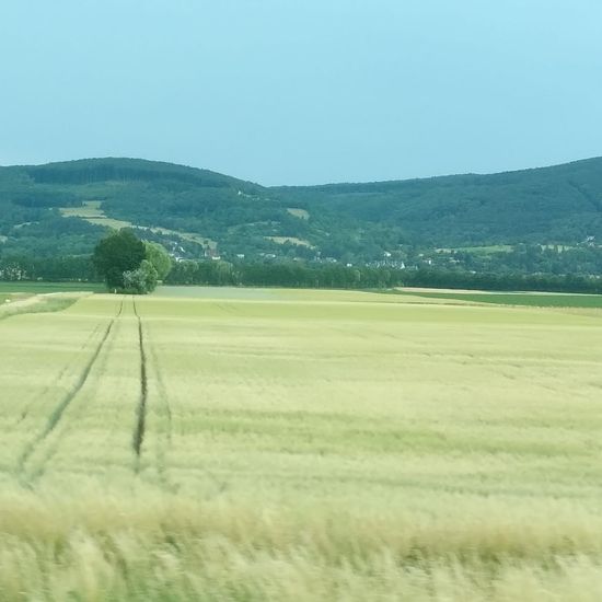 Landscape: Agriculture in habitat Agricultural meadow in the NatureSpots App