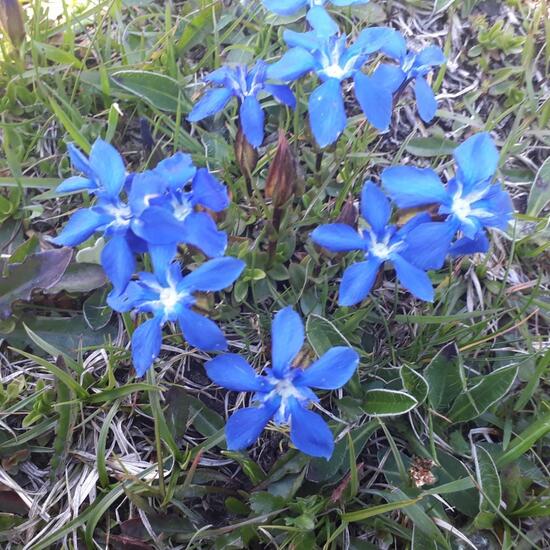 Unknown species: Plant in habitat Mountain meadows in the NatureSpots App