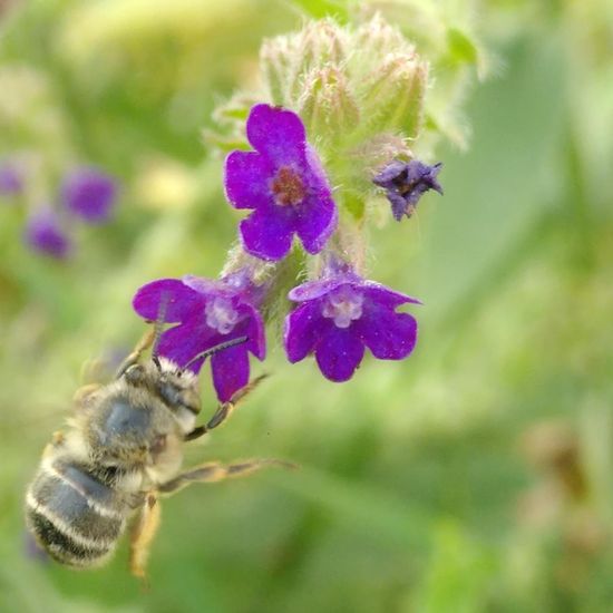 Anthophora quadrimaculata: Tier im Habitat Park in der NatureSpots App