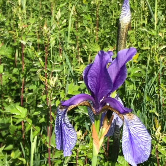 Sibirische Schwertlilie: Pflanze im Habitat Naturnahe Wiese in der NatureSpots App