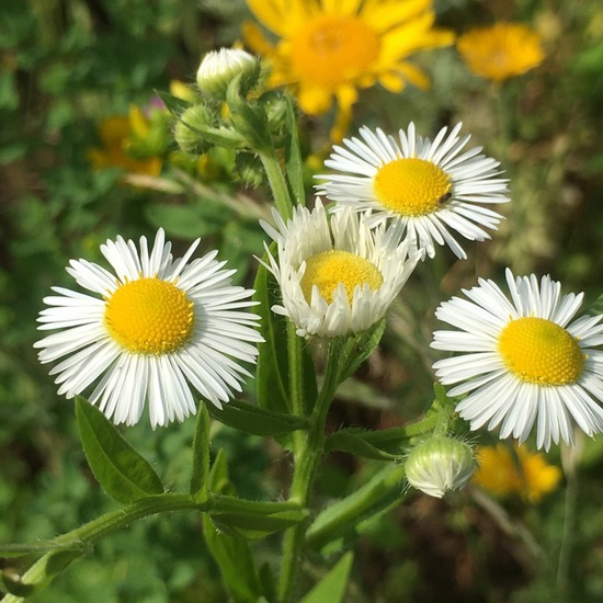 Erigeron annuus: Plant in habitat Garden in the NatureSpots App