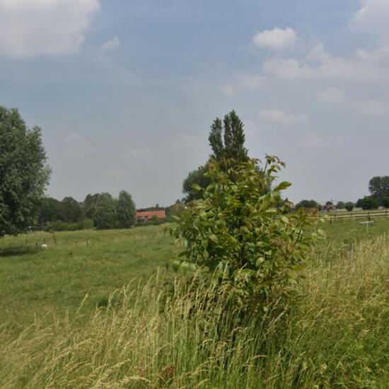 Landscape: Agriculture in habitat Agricultural meadow in the NatureSpots App