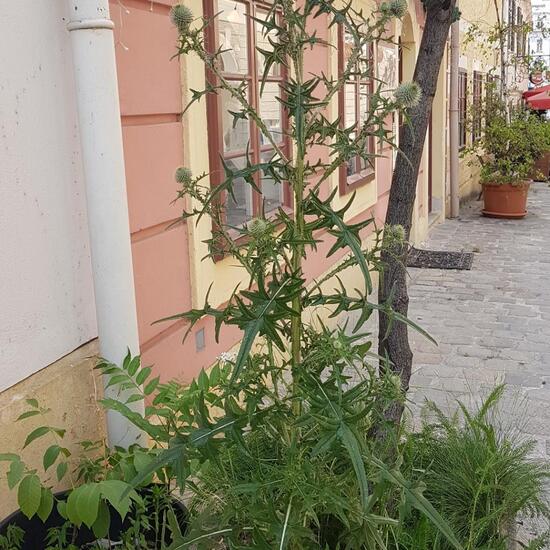 Weg-Distel: Pflanze im Habitat Innenstadt in der NatureSpots App