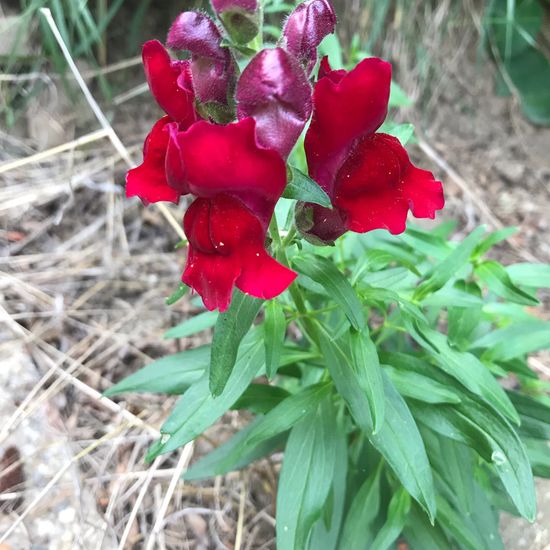 Antirrhinum: Plant in habitat Garden in the NatureSpots App